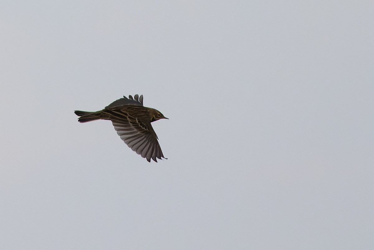 Red-throated Pipit - ML612987628