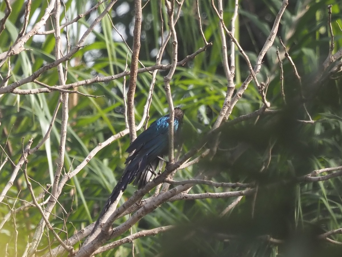 Long-tailed Glossy Starling - ML612987783