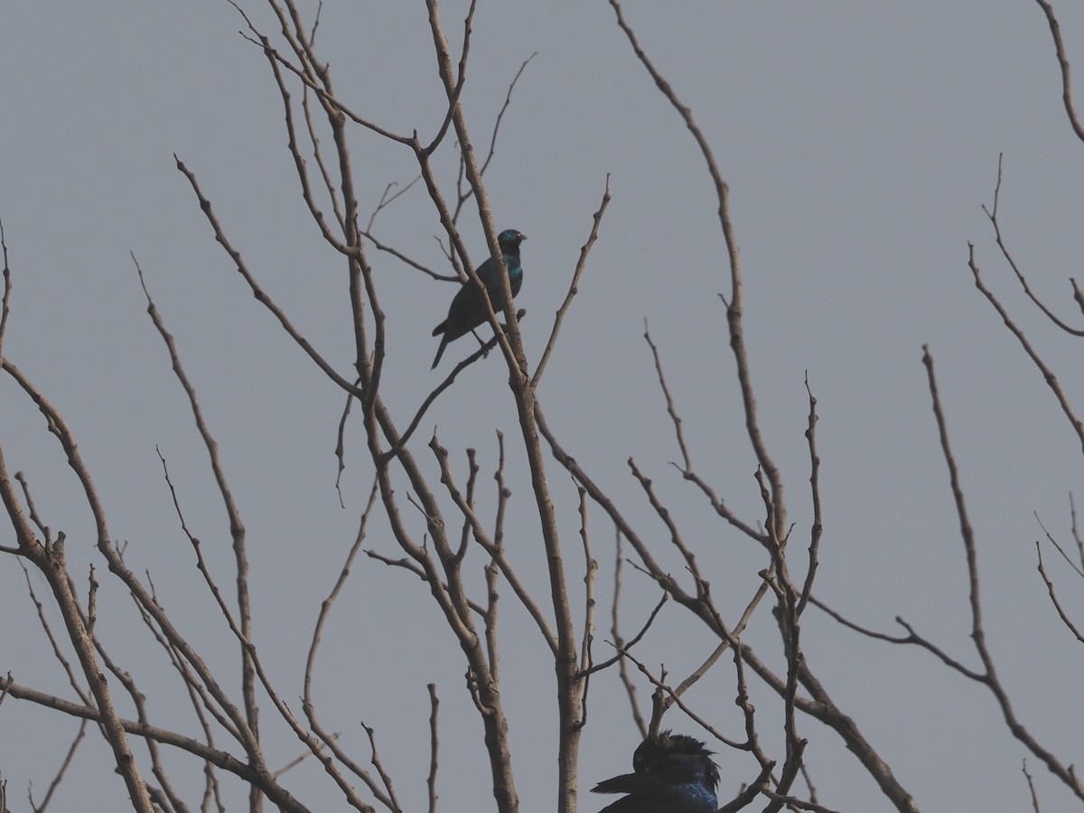 Long-tailed Glossy Starling - ML612987784