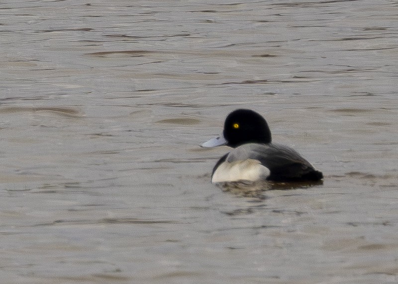 Greater Scaup - ML612987799