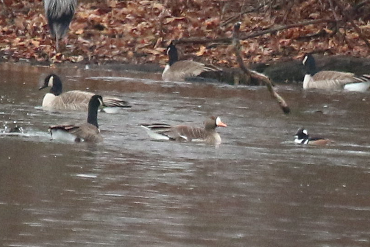 Greater White-fronted Goose - ML612988179