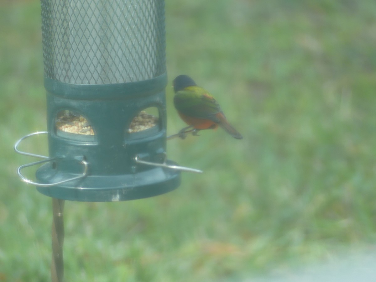 Painted Bunting - ML612988494