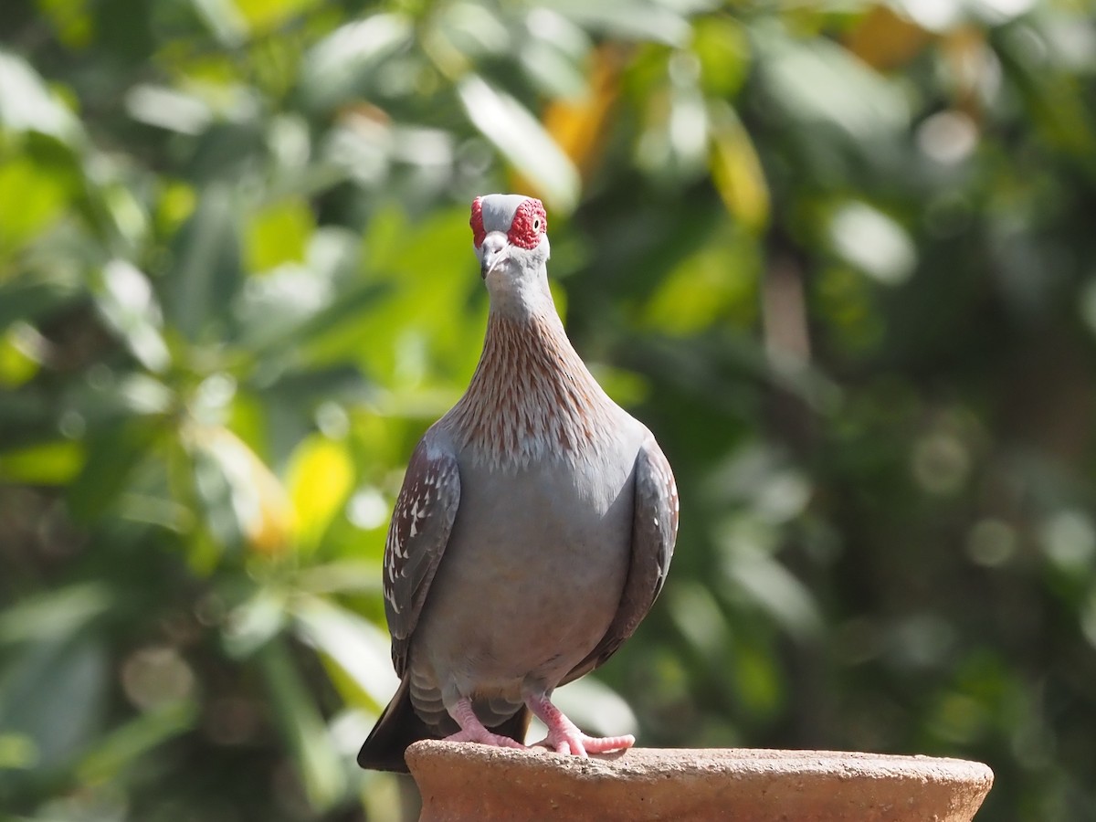 Speckled Pigeon - ML612988612