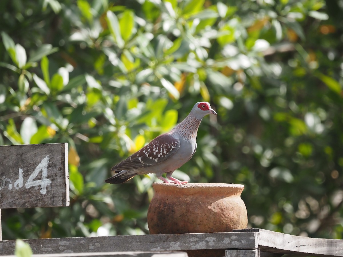 Speckled Pigeon - ML612988613