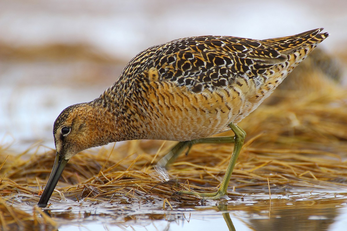Long-billed Dowitcher - ML612988725
