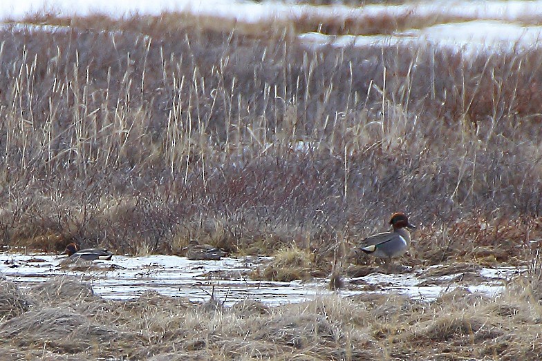 Green-winged Teal - ML612988769