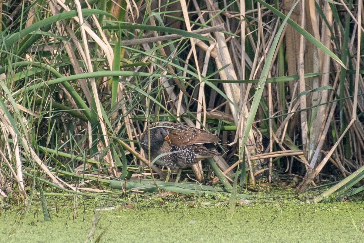 Spotted Crake - ML612988774