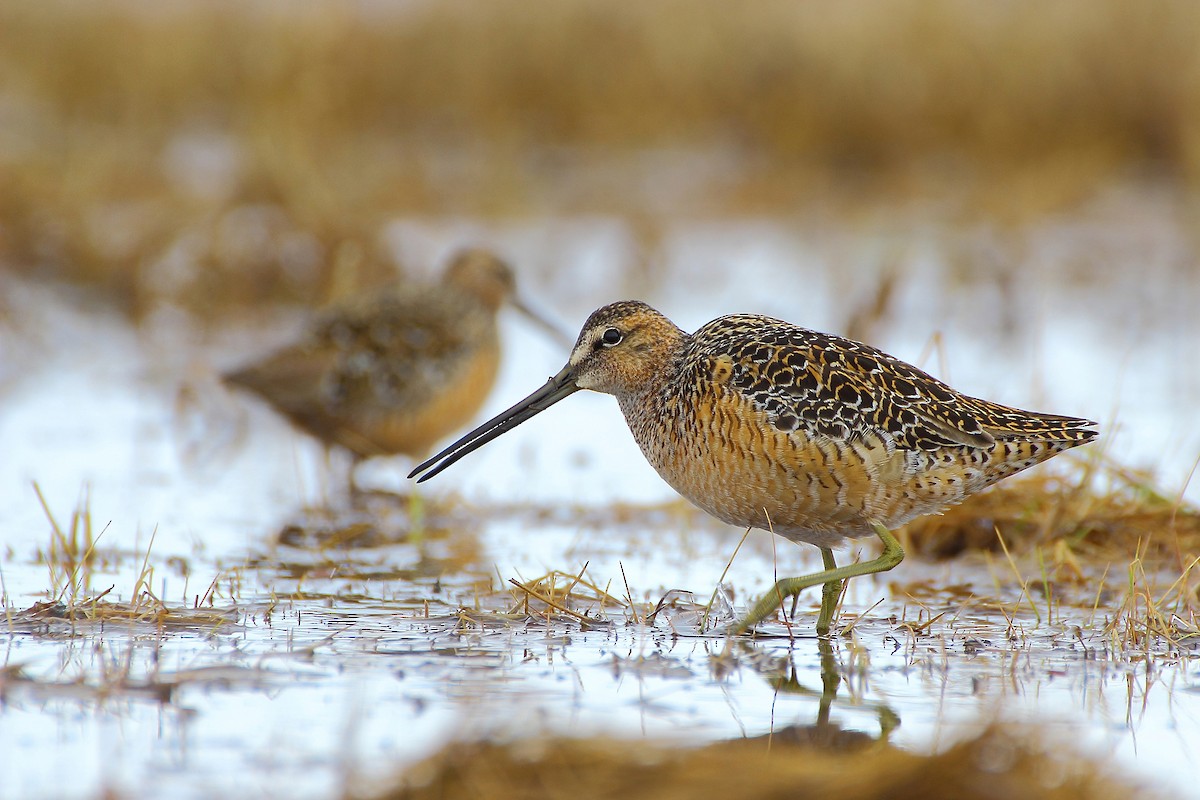 Long-billed Dowitcher - ML612988854