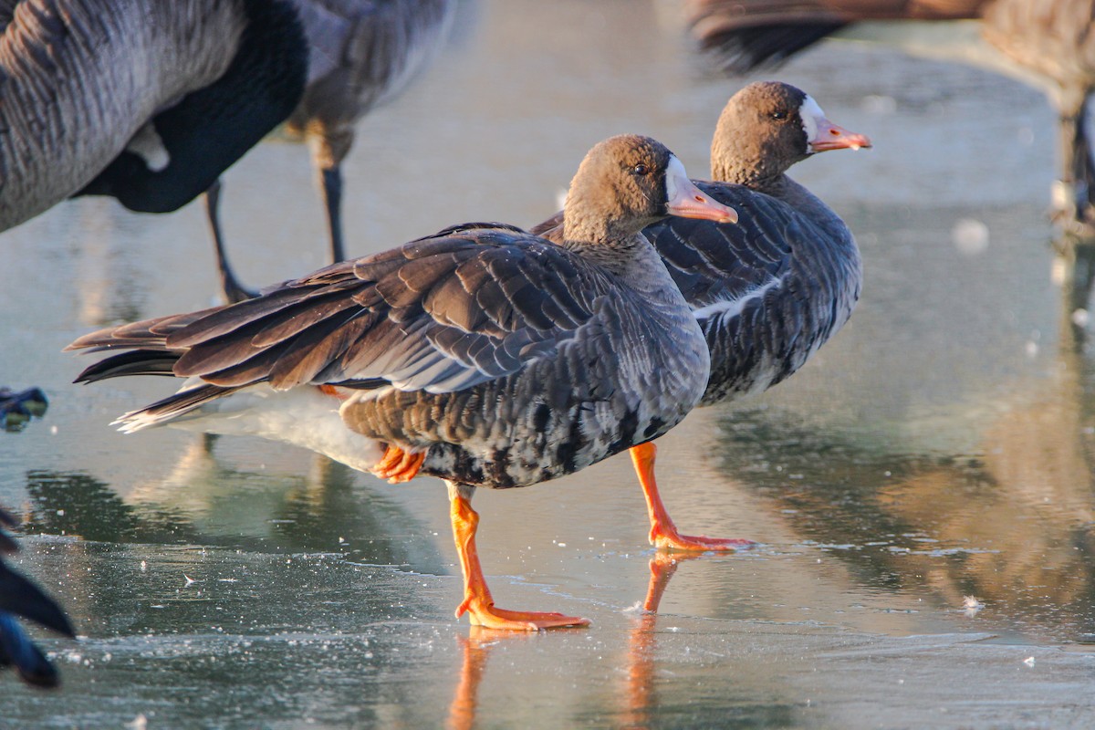 Greater White-fronted Goose - ML612988878