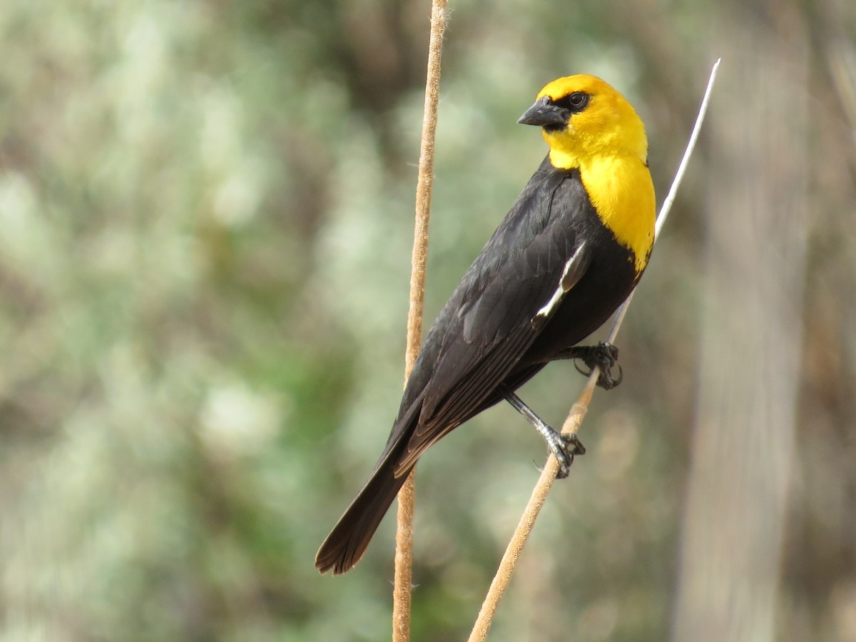 Yellow-headed Blackbird - ML612988928