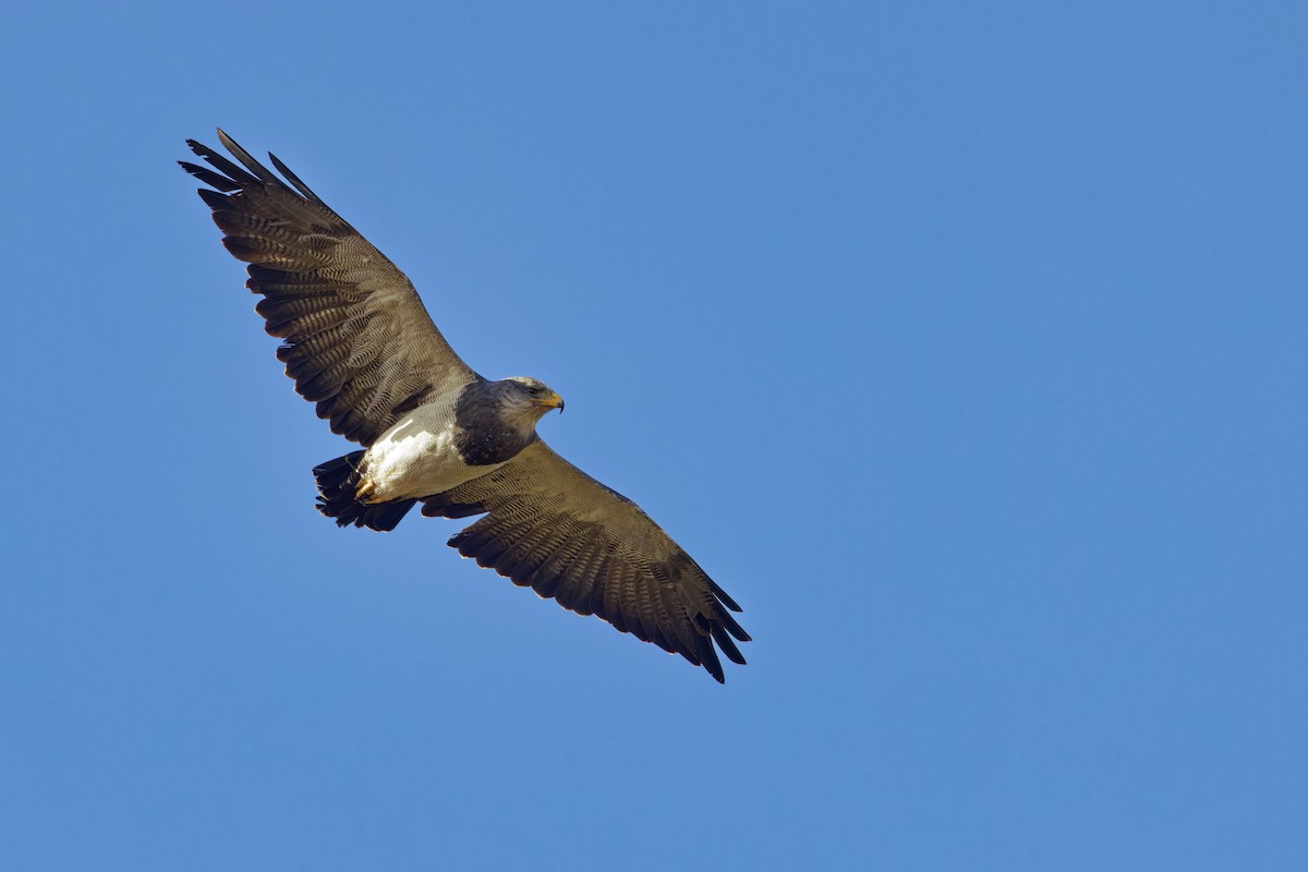 Black-chested Buzzard-Eagle - ML612989295