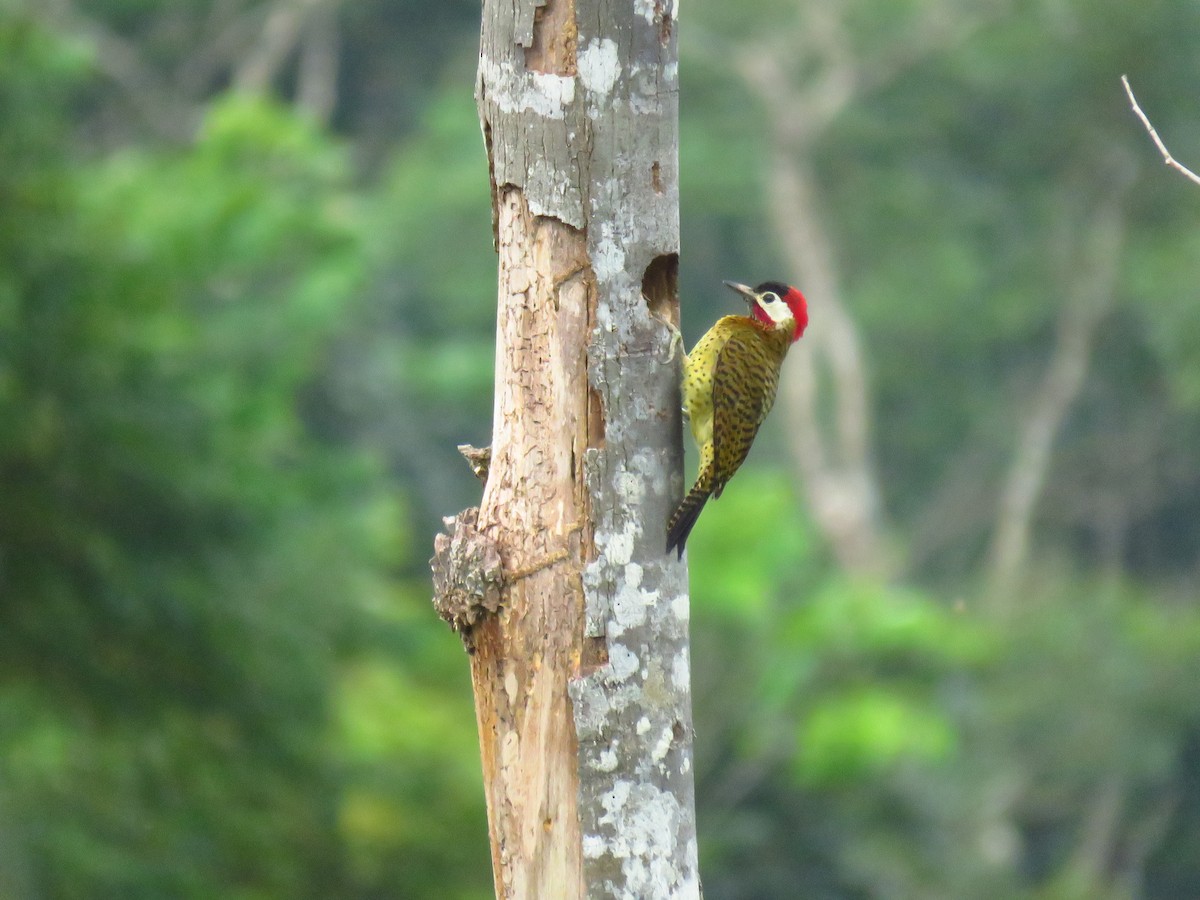 Spot-breasted Woodpecker - Oswaldo Cortes Bogota Birding