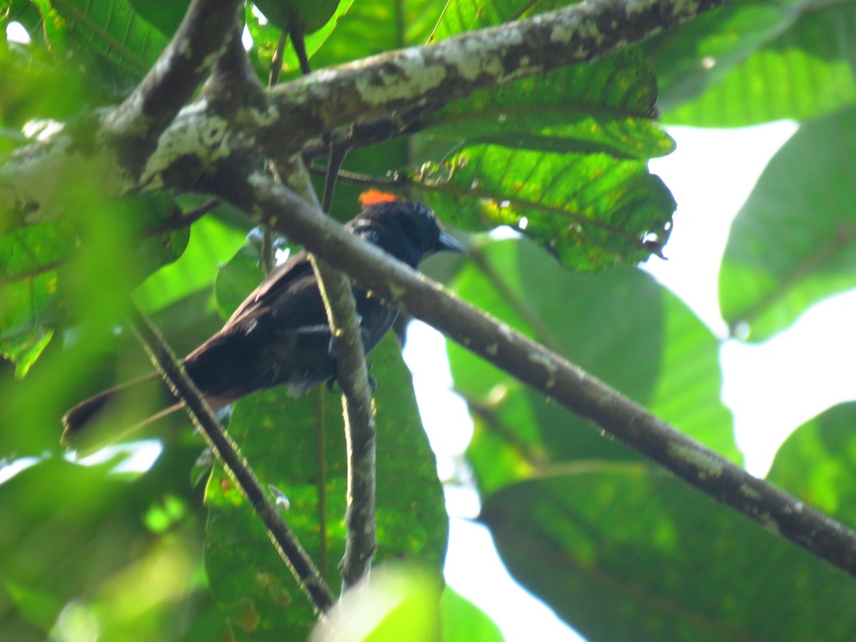 Fulvous-crested Tanager - Oswaldo Cortes Bogota Birding