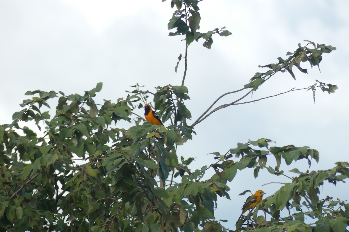 Hooded Oriole - Riley Place