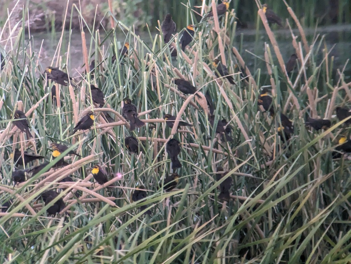 Yellow-headed Blackbird - ML612990626