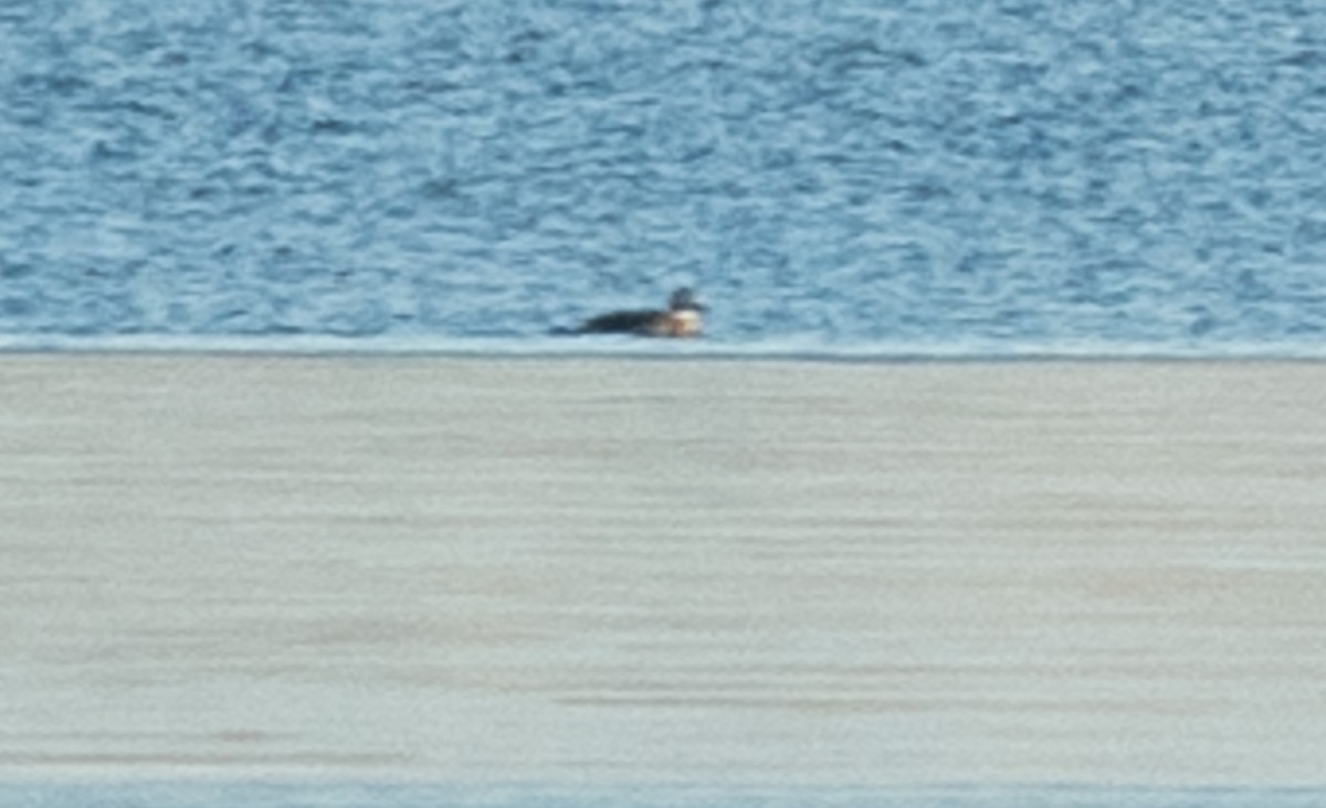 Long-tailed Duck - ML612990727