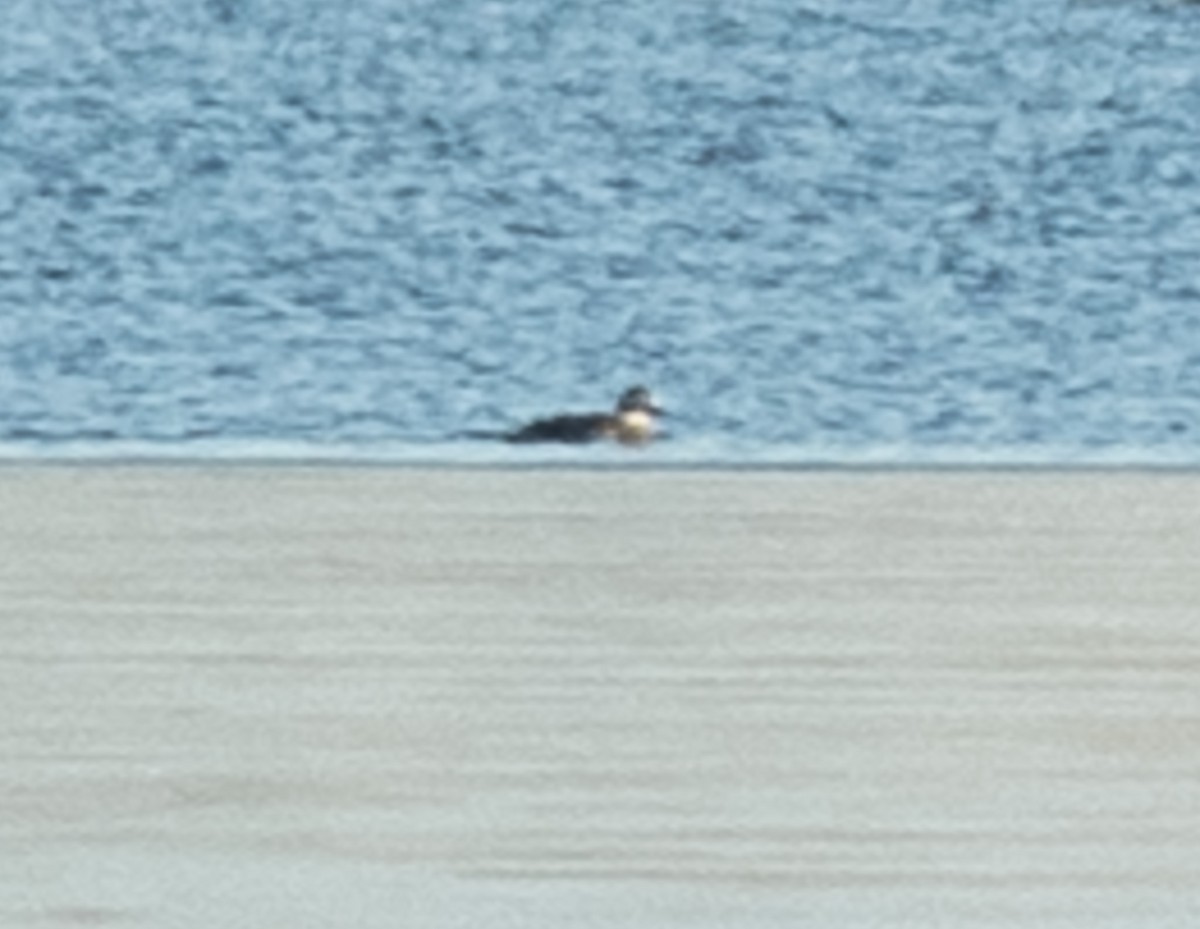 Long-tailed Duck - ML612990728
