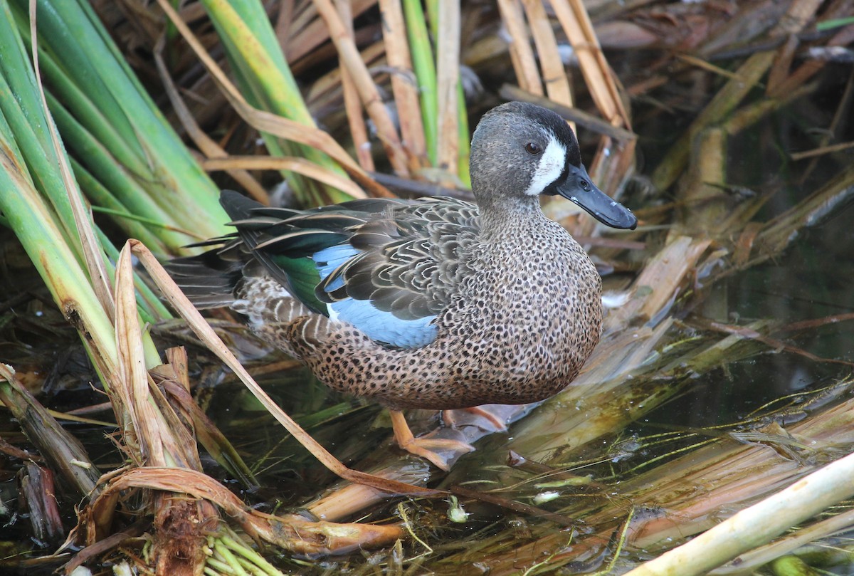 Blue-winged Teal - ML612990743