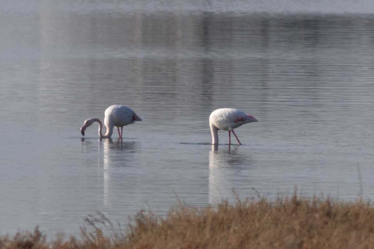 Greater Flamingo - ML612991032