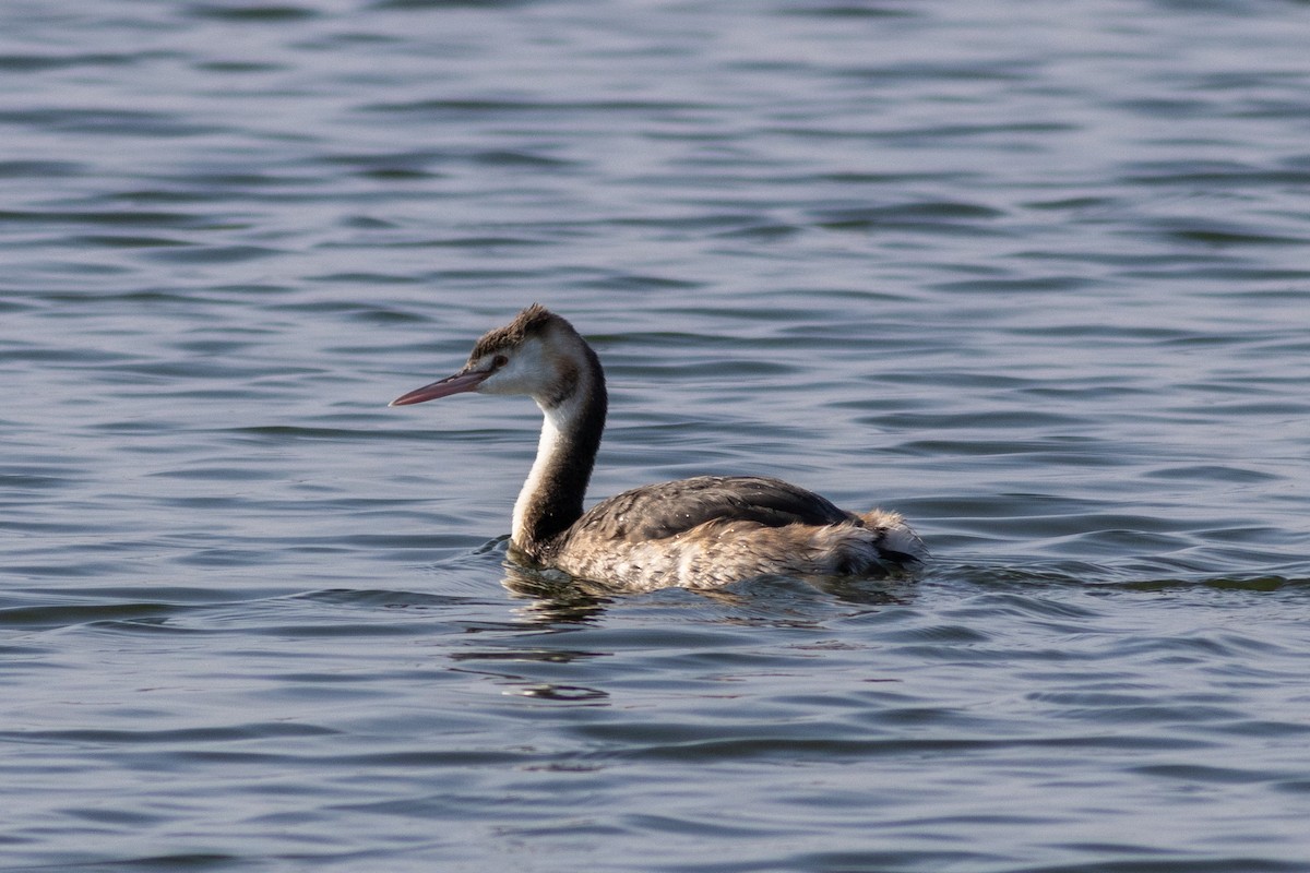 Great Crested Grebe - ML612991037