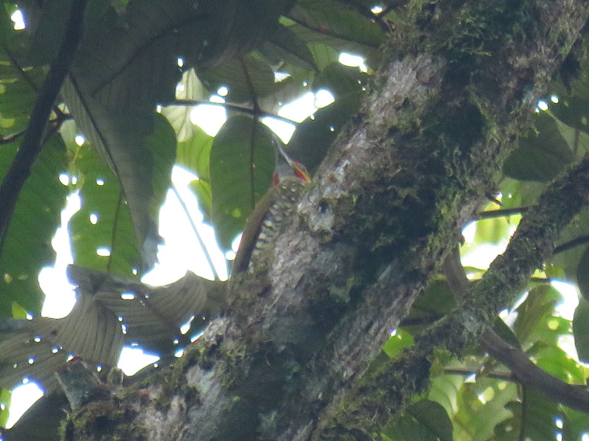 White-throated Woodpecker - ML612991087