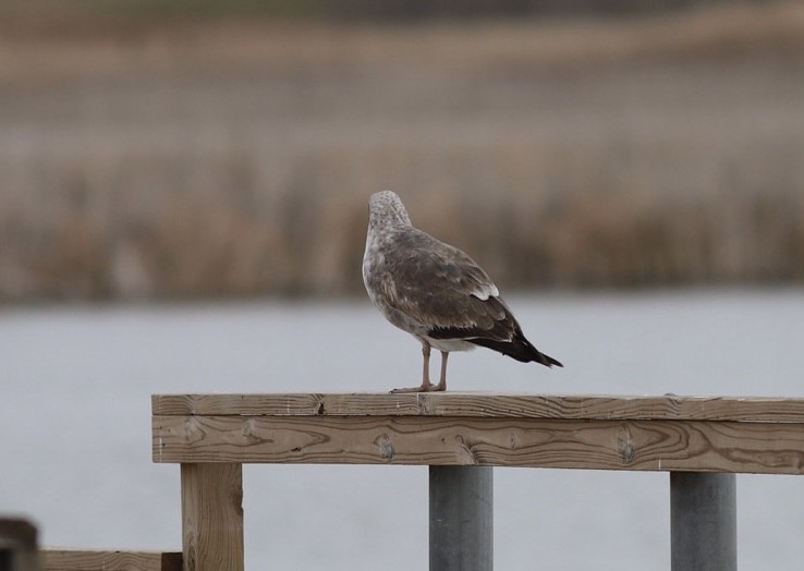 Yellow-footed Gull - ML612991219