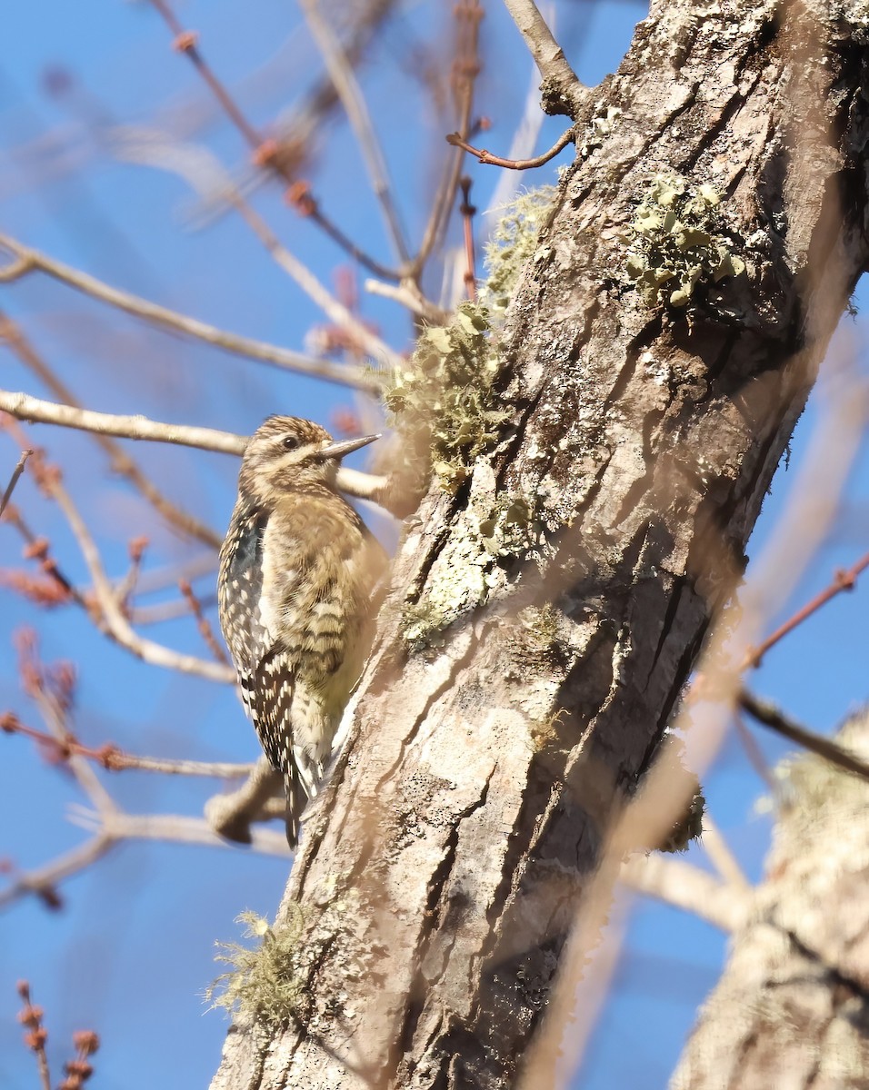 EBird Checklist 2 Jan 2024 Glenn Hilton Memorial Park 28 Species   1200