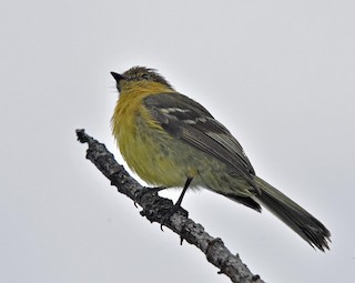  - Ochraceous-breasted Flycatcher