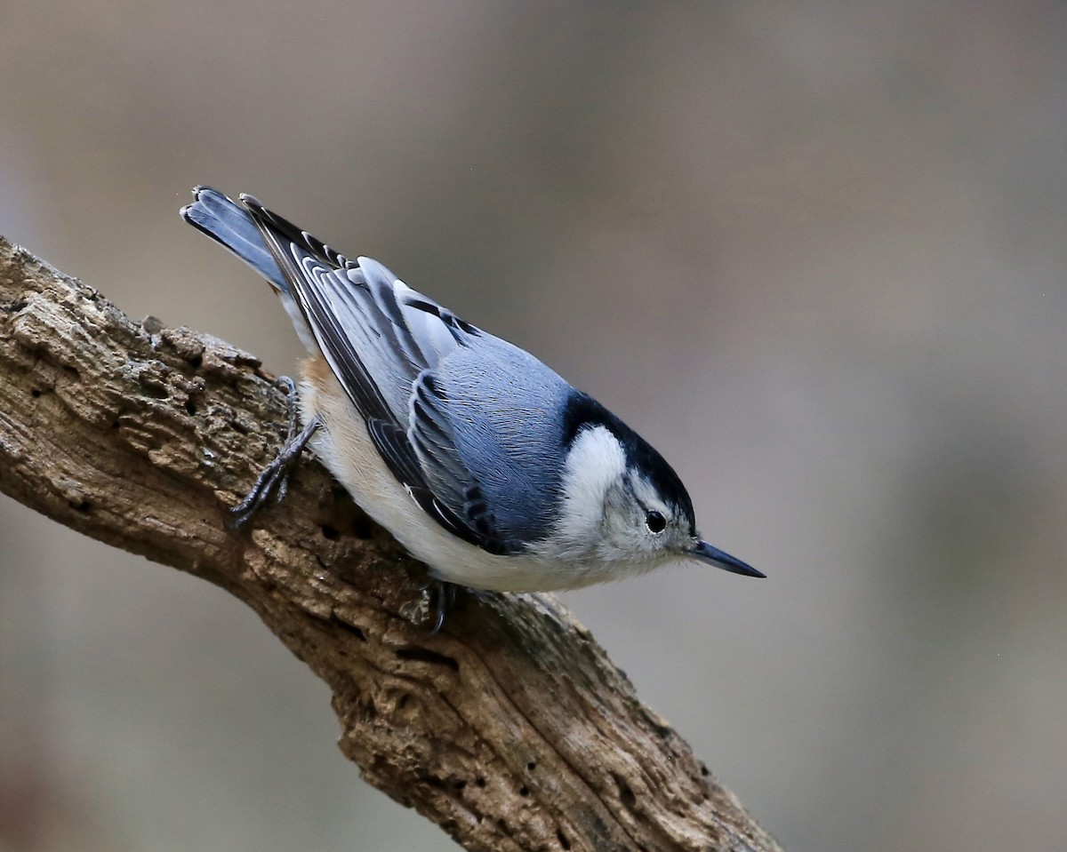 White-breasted Nuthatch - ML612991474