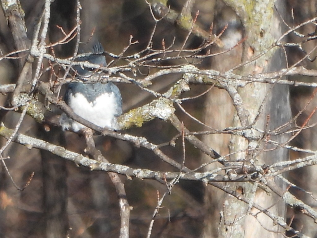 Belted Kingfisher - ML612991566