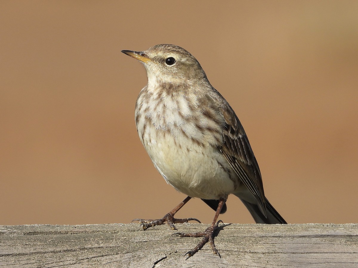 Water Pipit - ML612991790