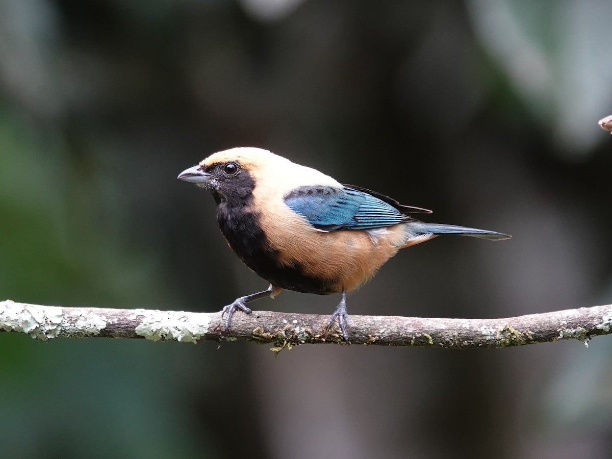 Burnished-buff Tanager (Stripe-bellied) - ML612991813