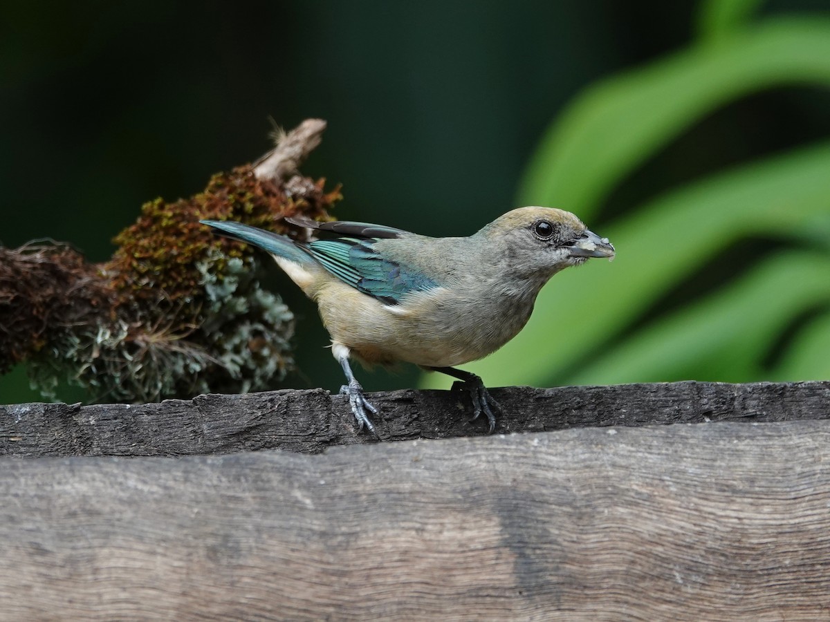 Burnished-buff Tanager (Stripe-bellied) - Barry Reed