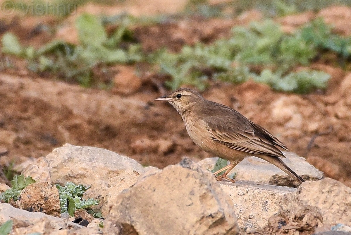 pipit sp. - ML612992028