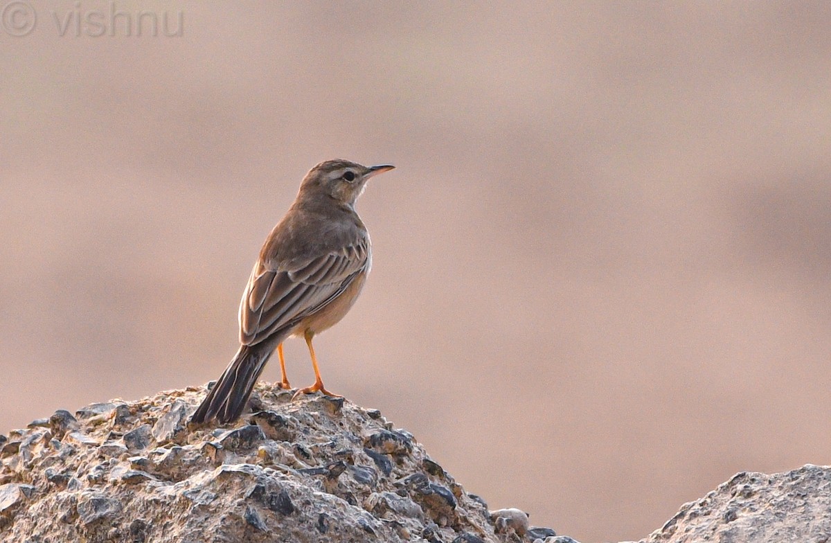 pipit sp. - ML612992053