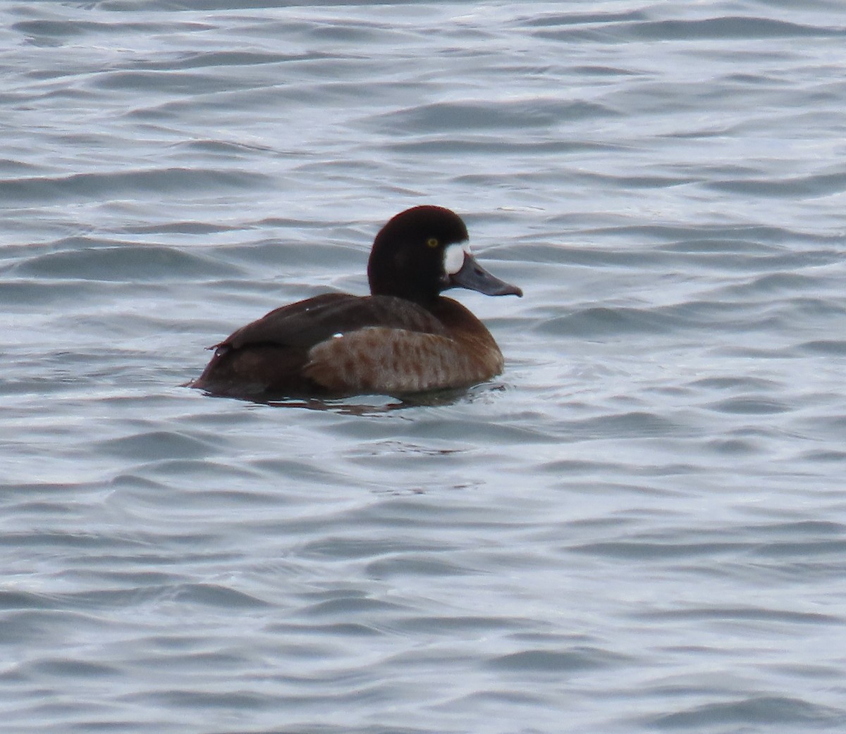 Greater Scaup - ML612992074