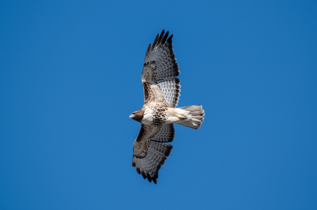 Red-tailed Hawk - ML612992078