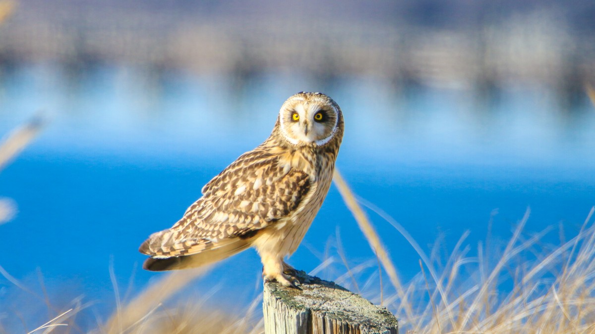 Short-eared Owl - ML612992165