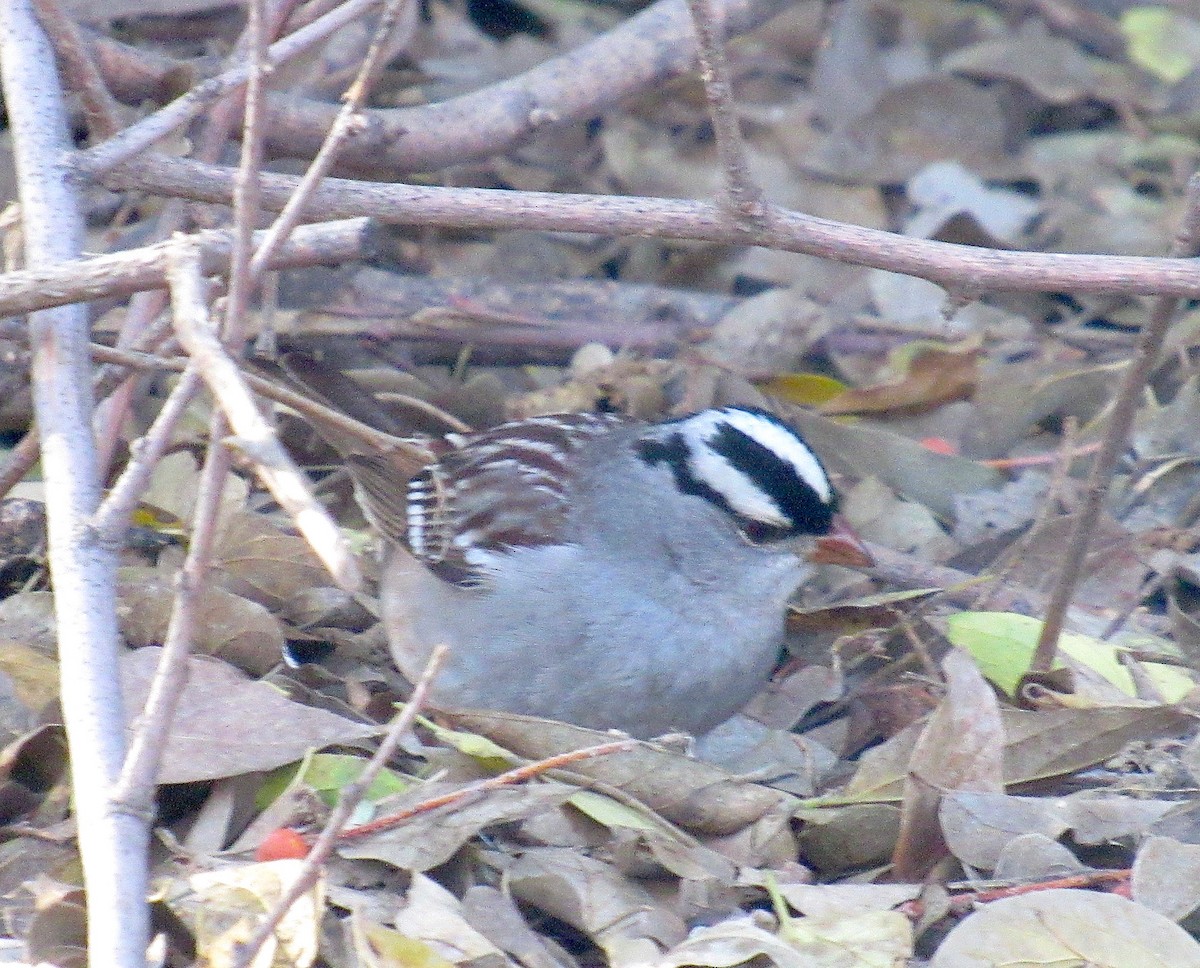 White-crowned Sparrow - ML612992546