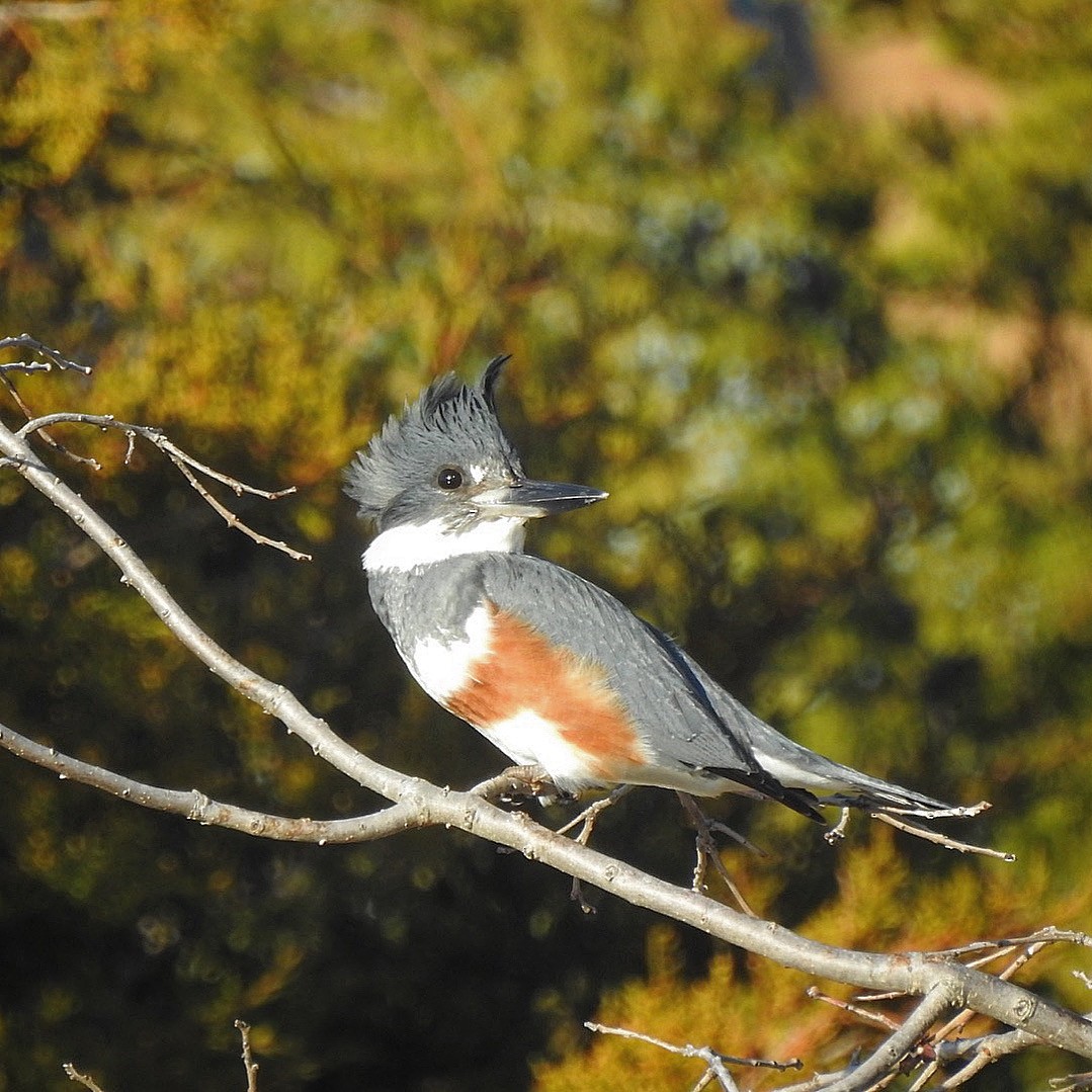 Belted Kingfisher - ML612992588