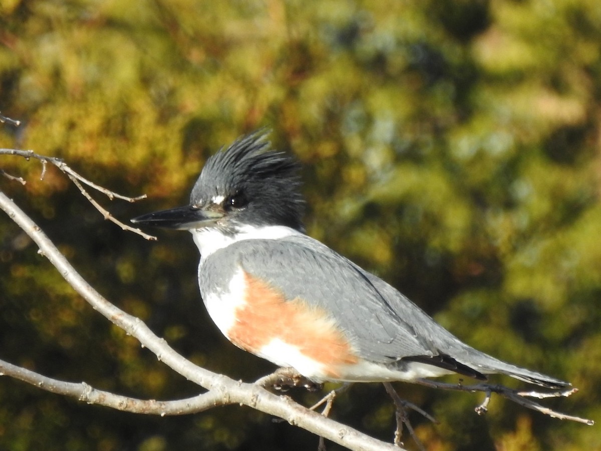 Belted Kingfisher - ML612992589