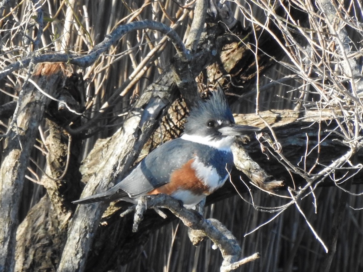 Belted Kingfisher - ML612992590