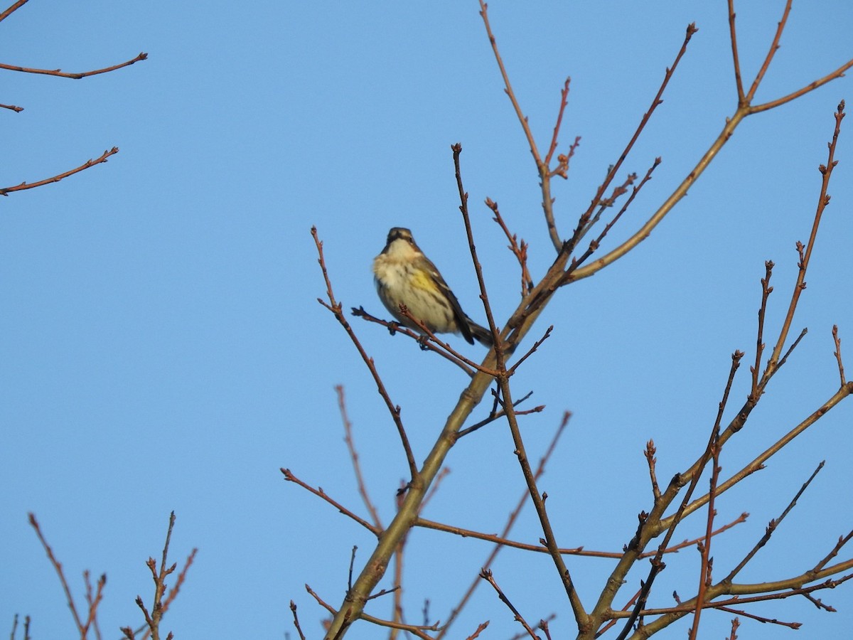 Yellow-rumped Warbler (Myrtle) - ML612992631