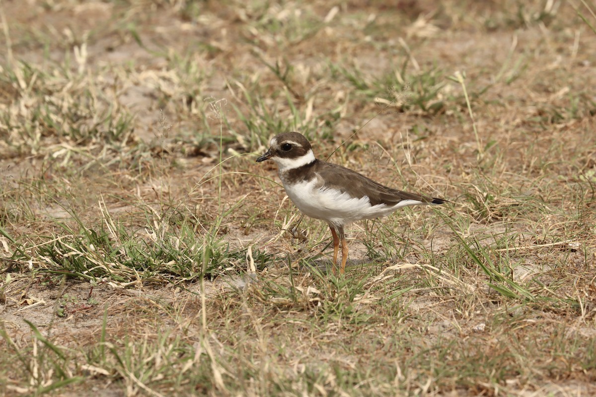 Common Ringed Plover - ML612992647