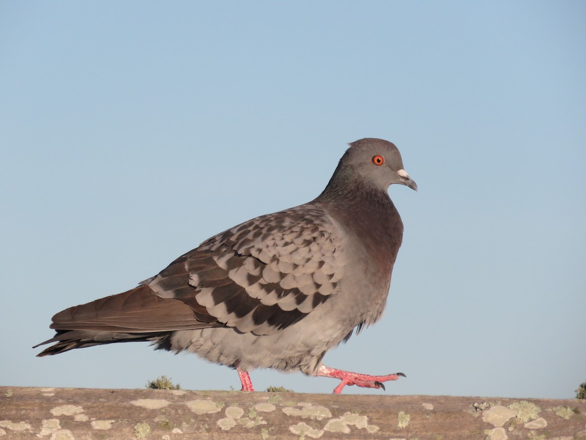 Rock Pigeon (Feral Pigeon) - ML612992738
