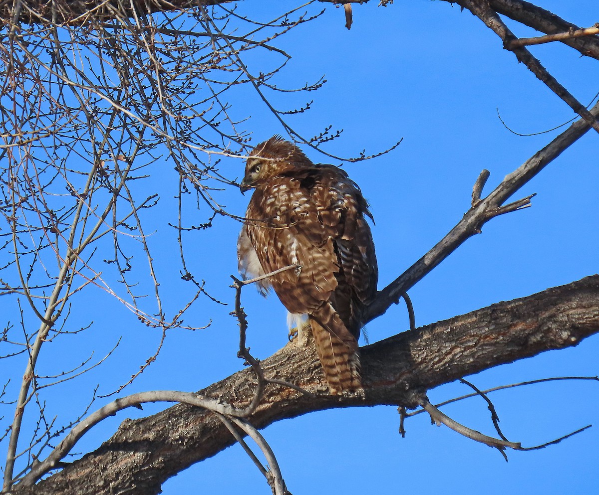 Red-tailed Hawk - ML612992768
