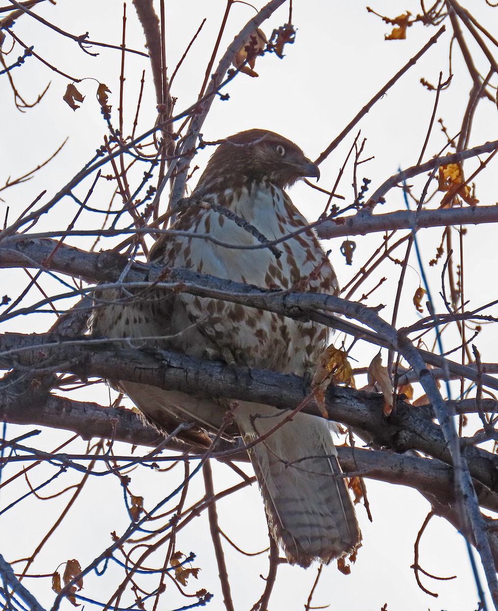 Red-tailed Hawk - ML612992769