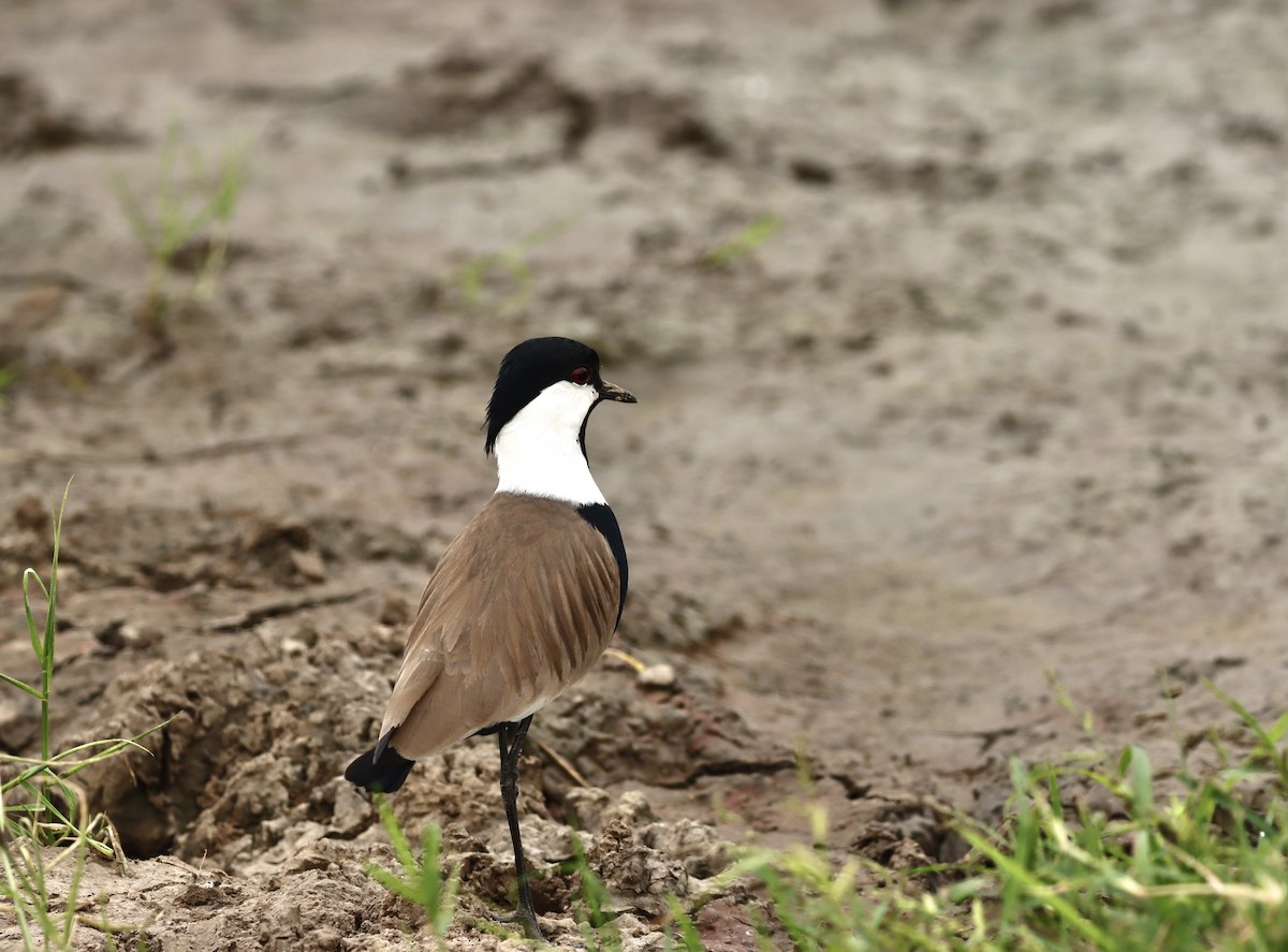 Spur-winged Lapwing - ML612992781