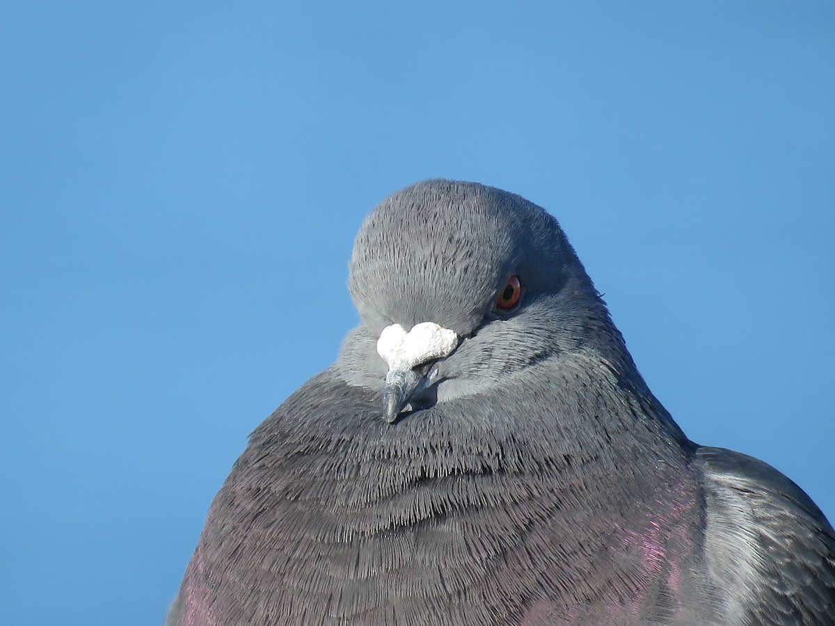 Rock Pigeon (Feral Pigeon) - ML612992787