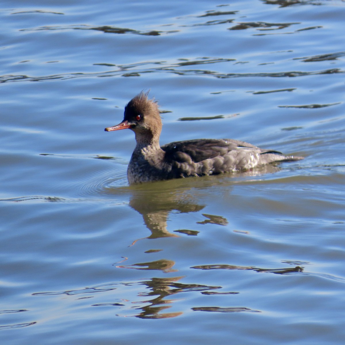 EBird Checklist 2 Jan 2024 Governors Island N Y County 27 Species   1200